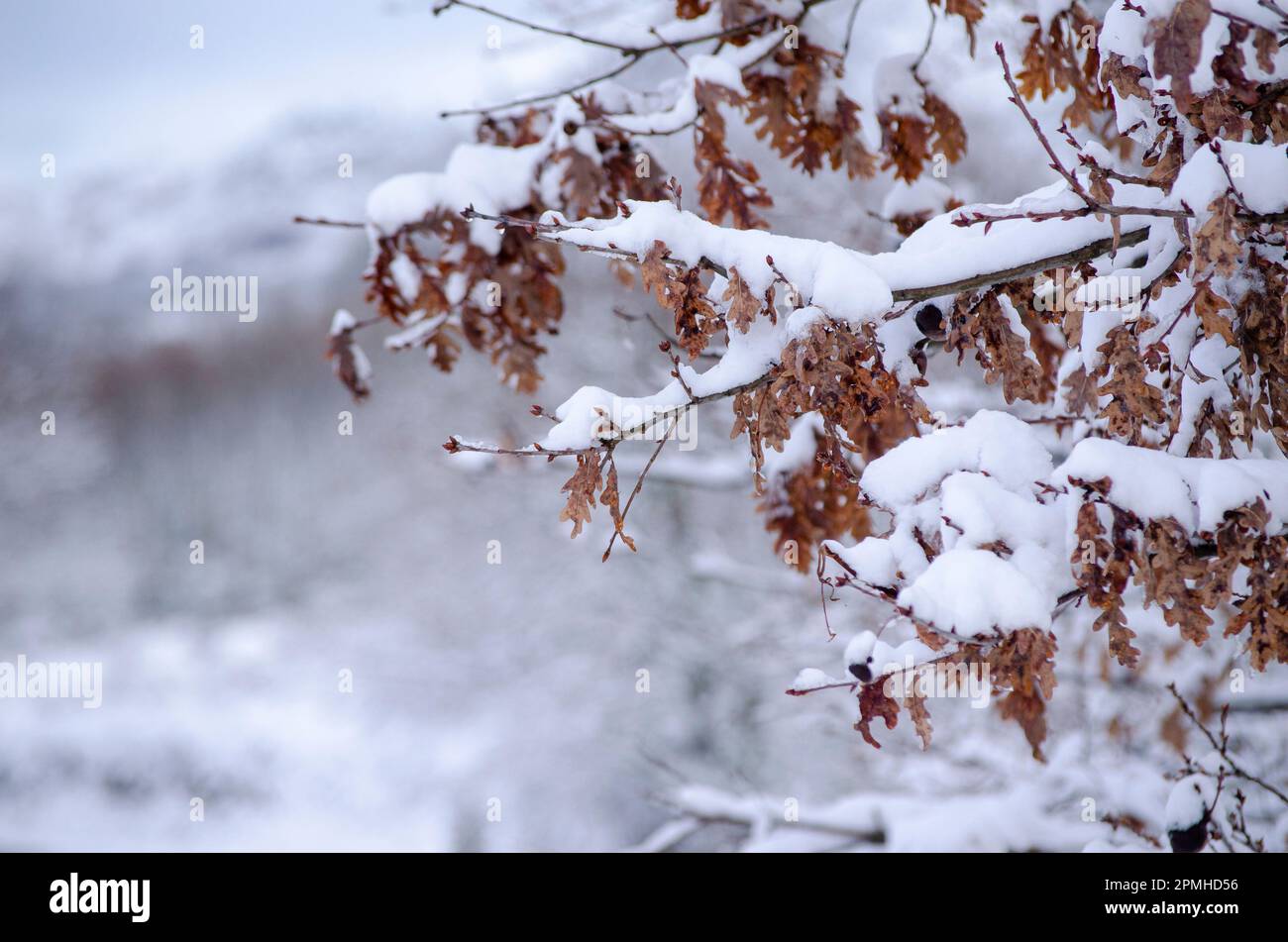 branches of an oak tree covered with snow Stock Photo - Alamy