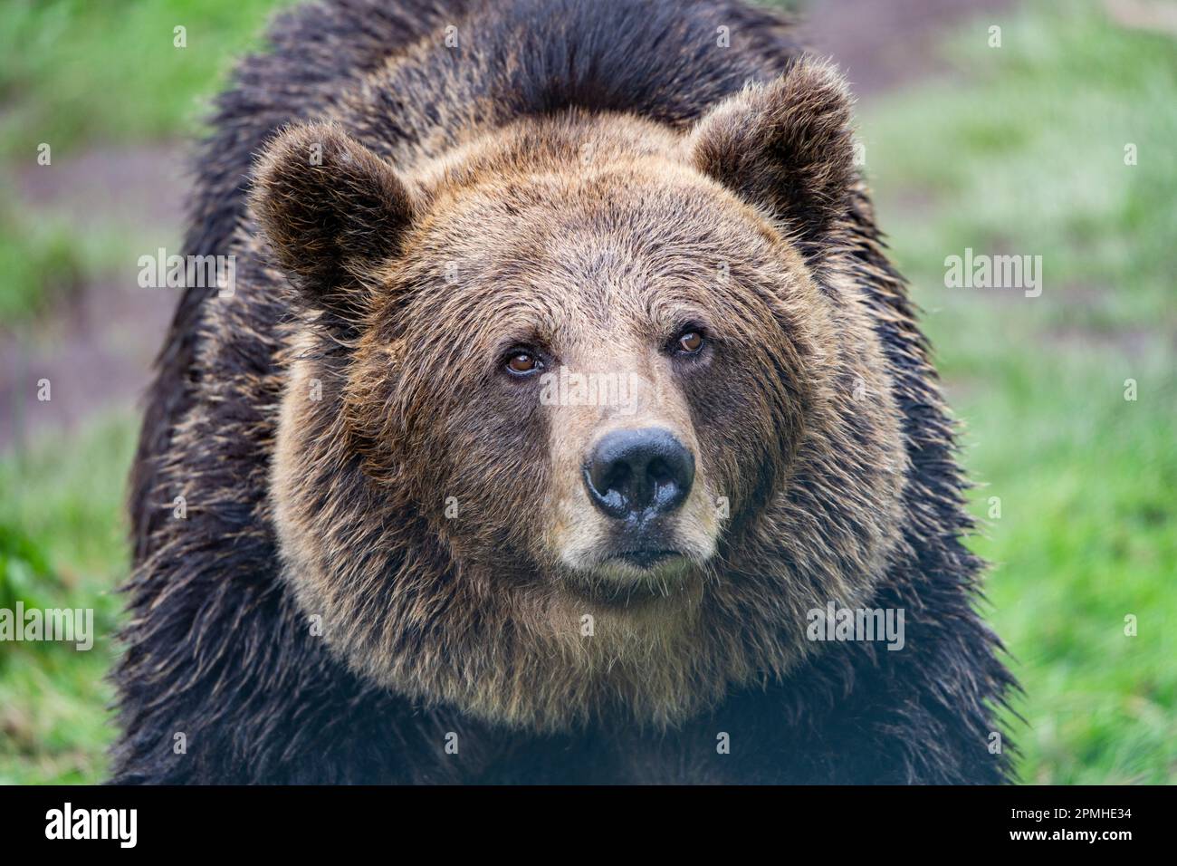 Ona Vidal. Brown bear on the green grass next to a tree, sitting ...