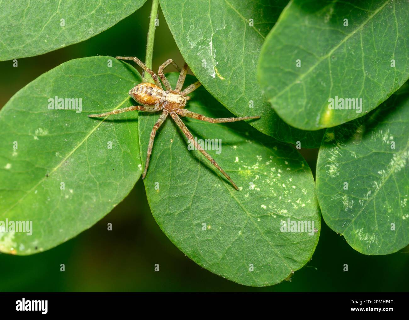 Brown spider hunts sitting on leaves in the forest Stock Photo - Alamy