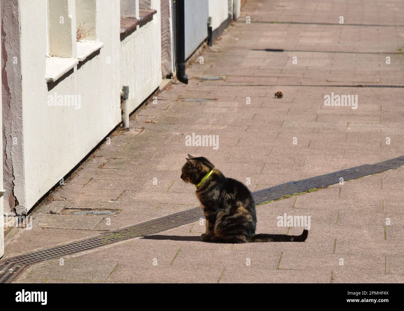 cat waiting to be let in Stock Photo Alamy