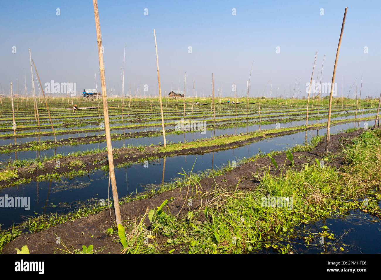 Floating gardens, Lake Inle, Shan State, Myanmar (Burma), Asia Stock
