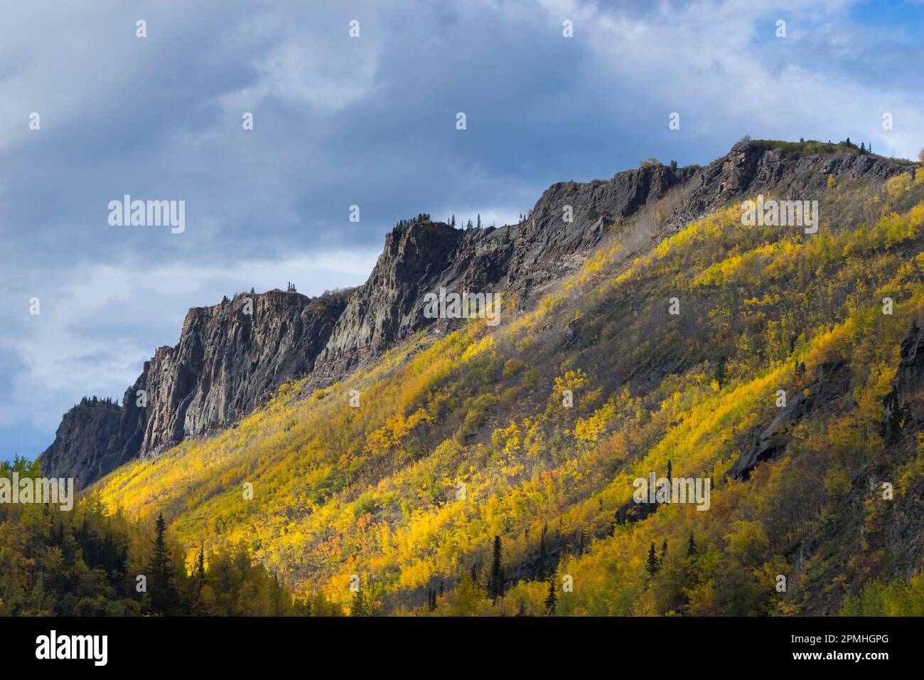 Mountain covered with yellow trees in autumn, near Chickaloon, Alaska, United States of America, North America Stock Photo