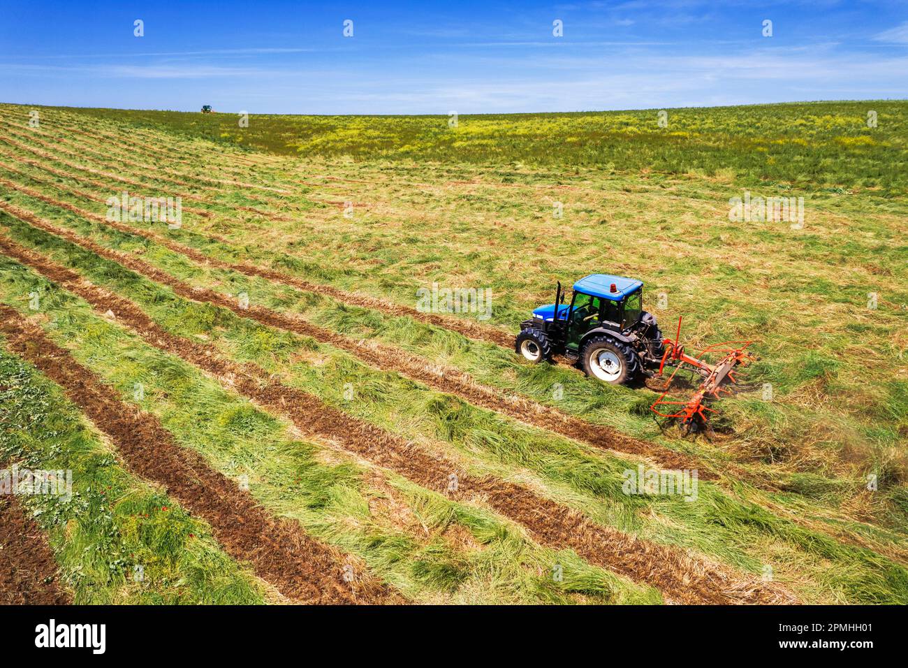 Blue tractor with hay tedder at work on agricultural mowed field