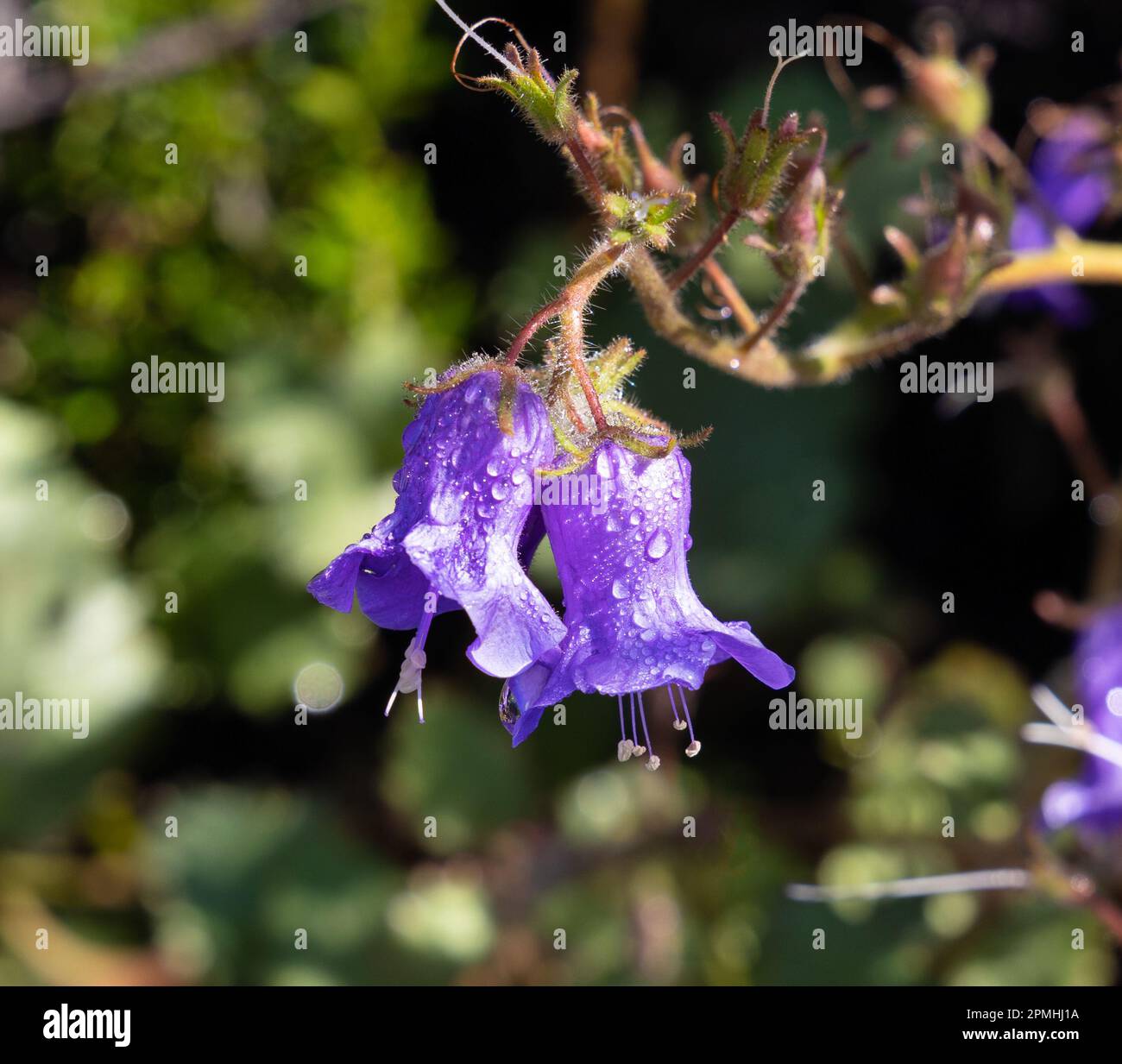California bluebell covered in morning dew Stock Photo
