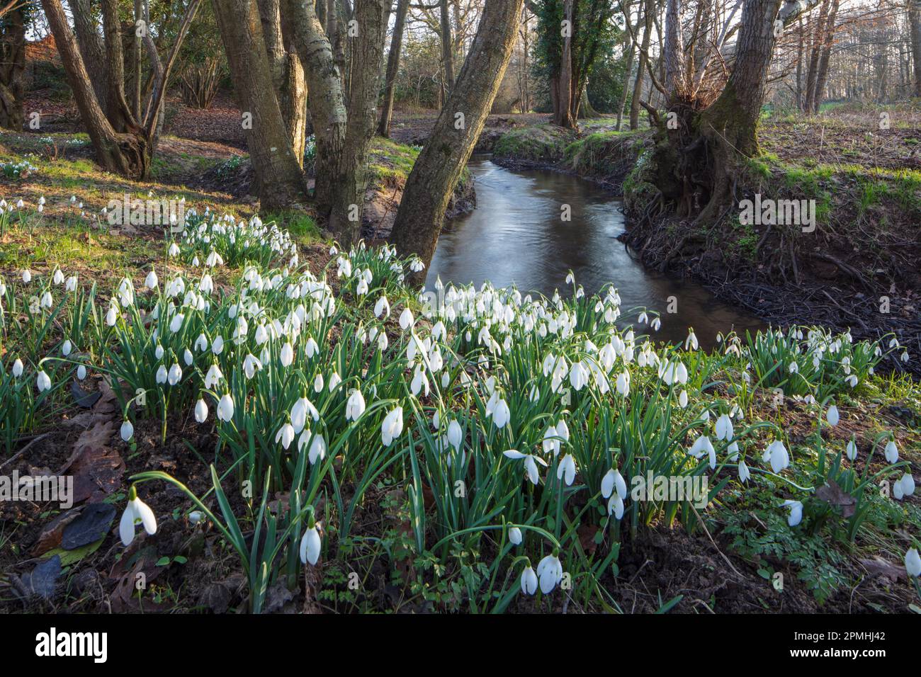 Snowdrops (Galanthus) growing beside stream in woodland in late afternoon sunlight, Burghclere, Hampshire, England, United Kingdom, Europe Stock Photo