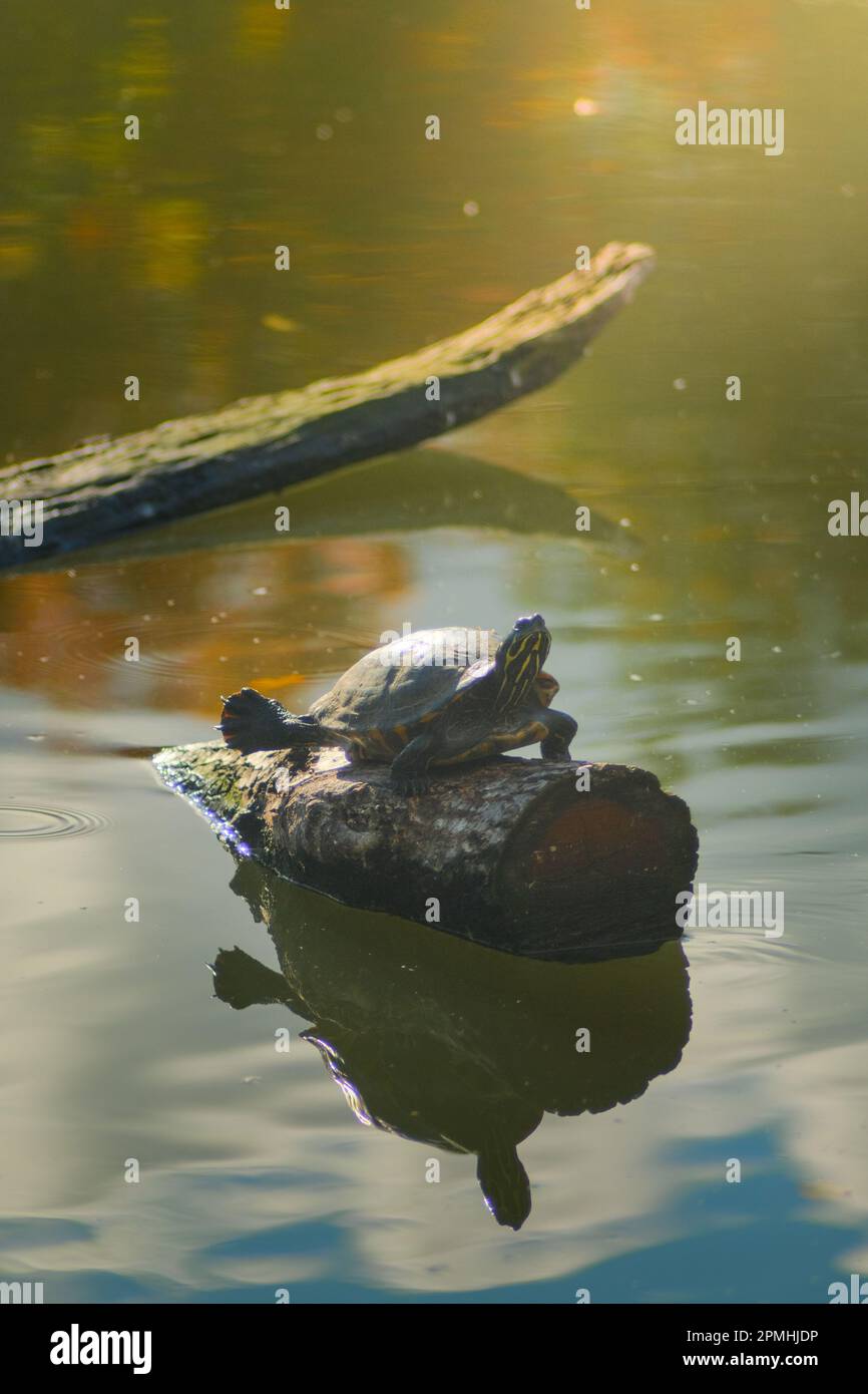 Schildkröte auf Baumstumpf im Wasser Stock Photo