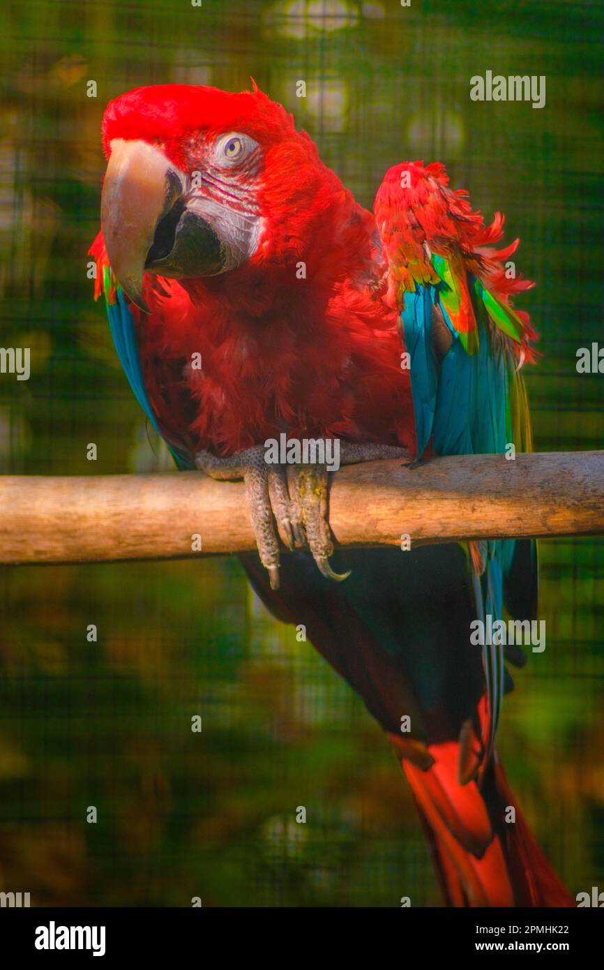 Papagei im Baum Stock Photo