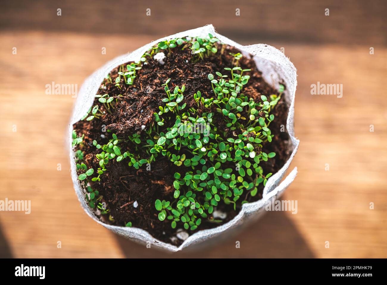 seedlings in biodegradable pots on wooden table. Top view on Green ...