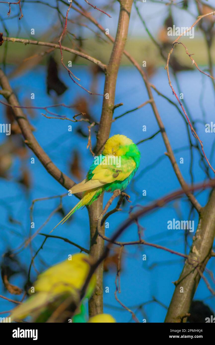 kleiner Vogel im Baum Stock Photo