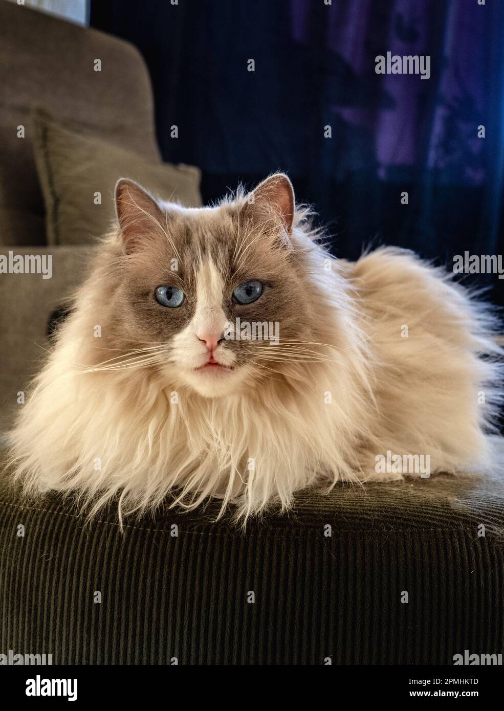 Young male ragdoll cat hi-res stock photography and images - Alamy