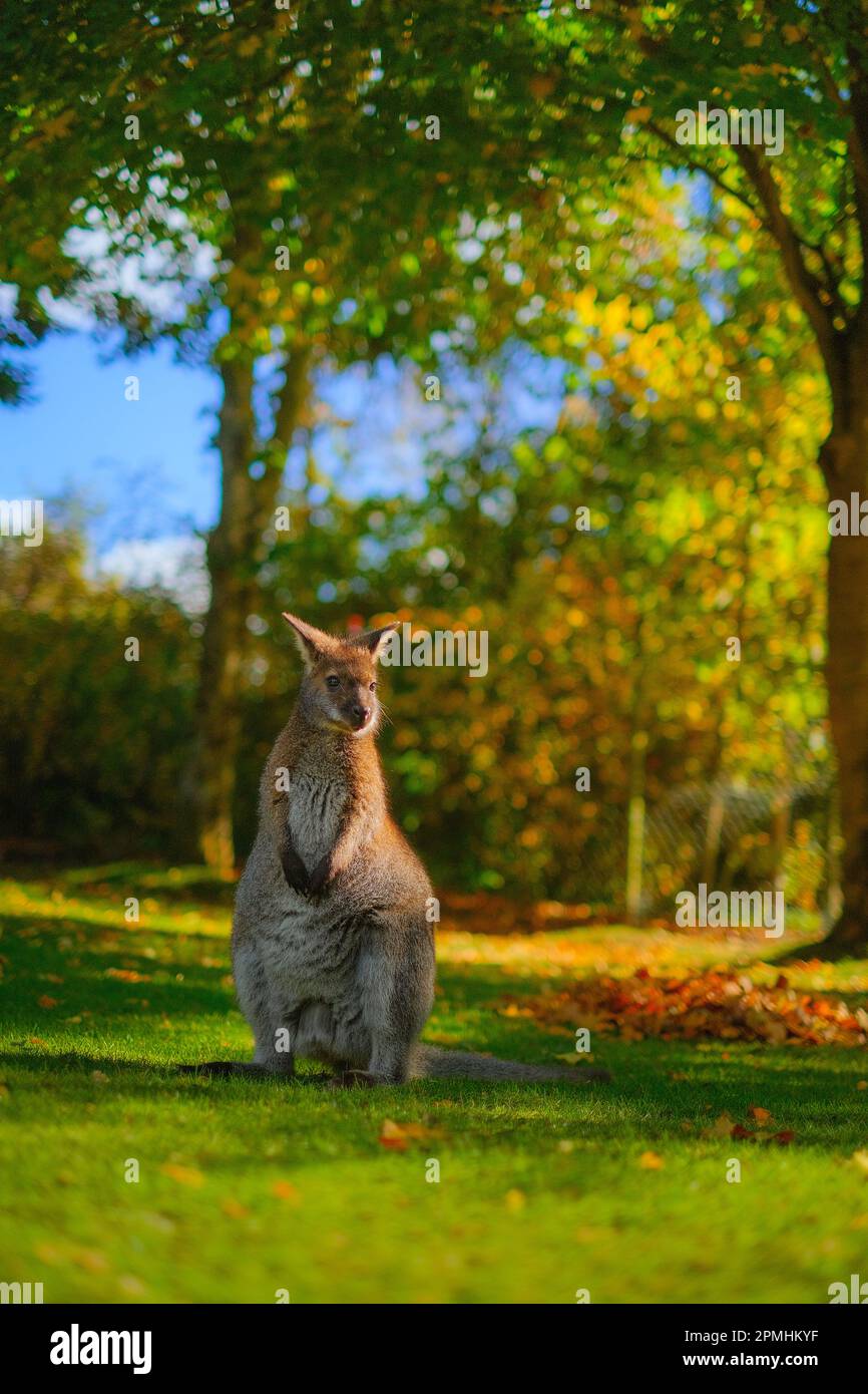 Känguru auf Wiese Stock Photo