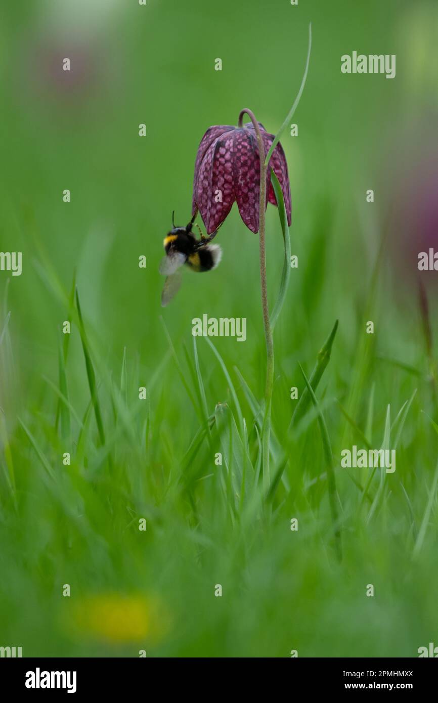 Bumble bee attracted to pendulous flower of the snakehead fritillary