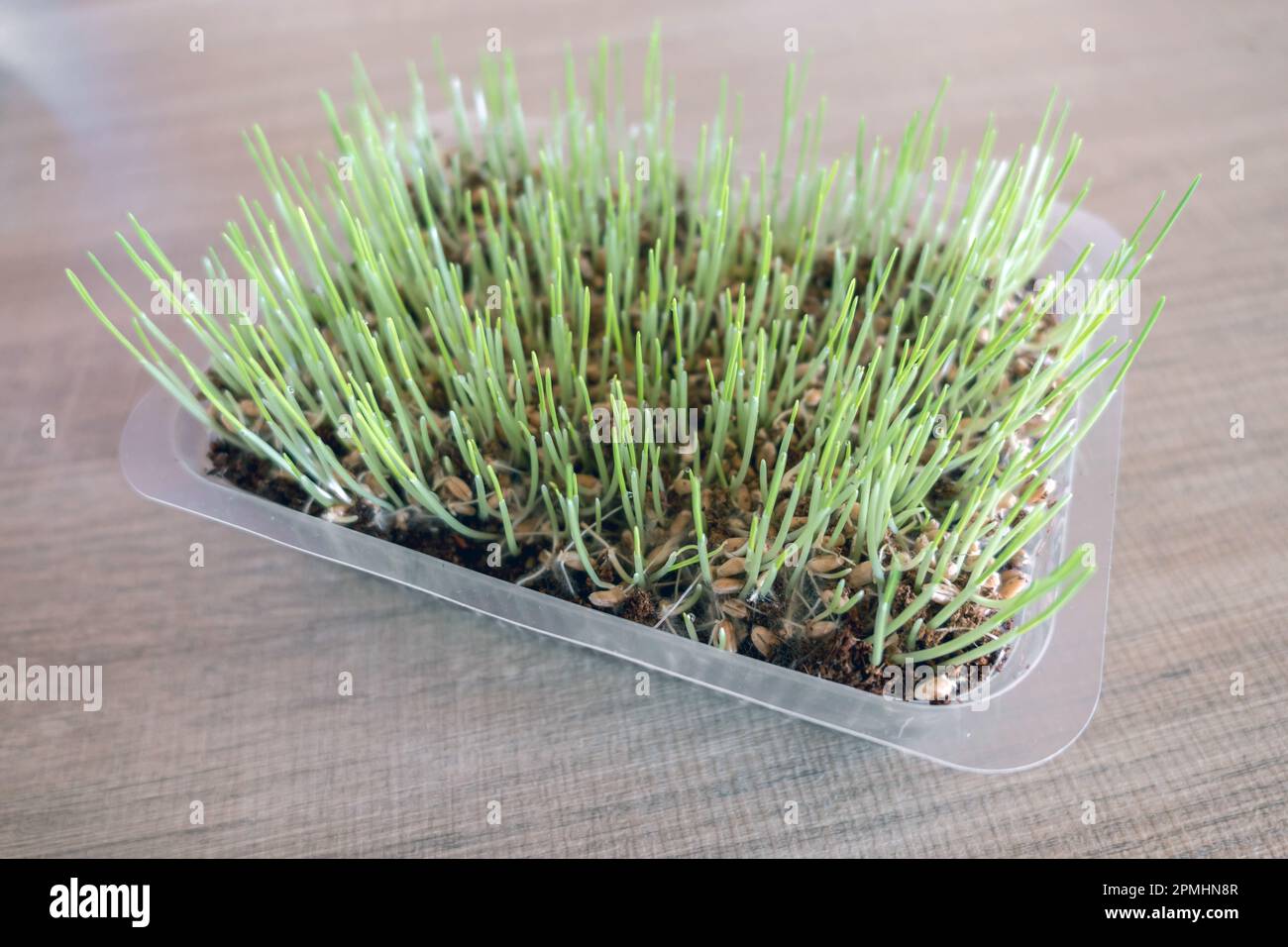 Cat grass. Useful food for the digestion of cats and a healthy stomach