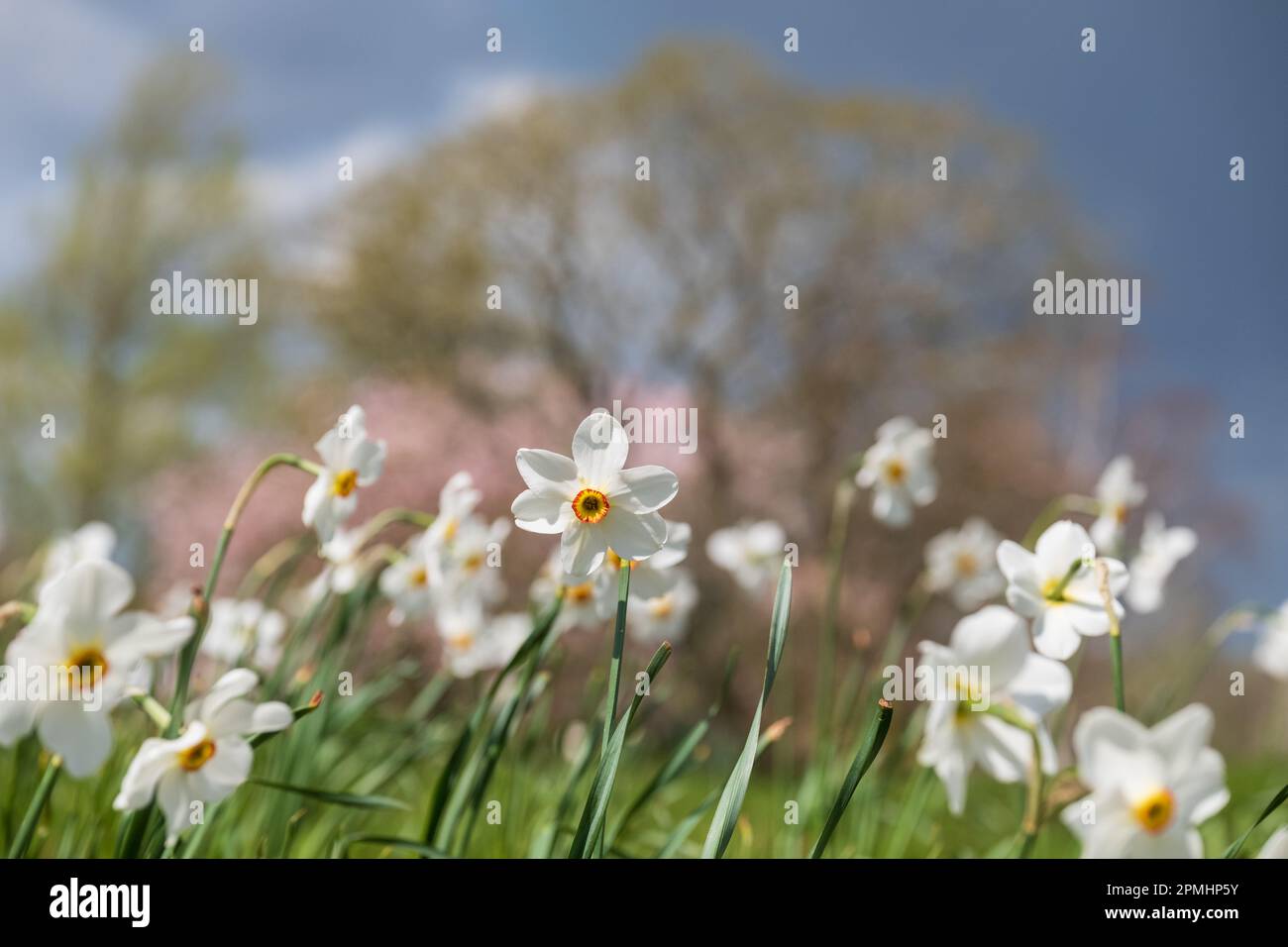 Late flowering spring daffodil flowers Narcissus poeticus, also called ...