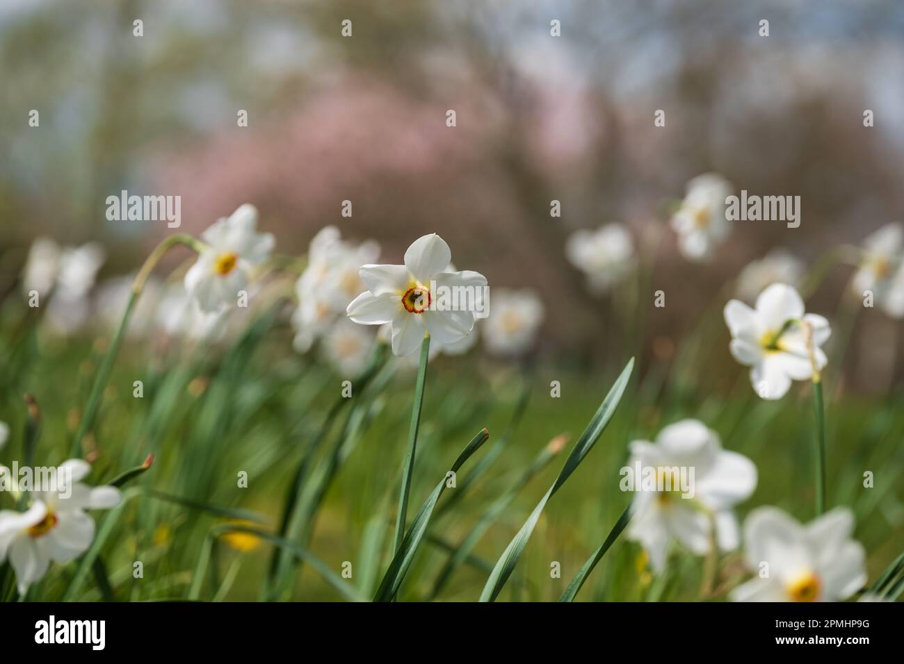 Late flowering spring daffodil flowers Narcissus poeticus, also called ...