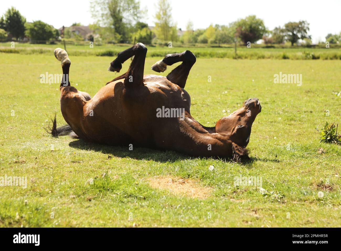 An Arabian horse rolling in the grass in summertime Stock Photo