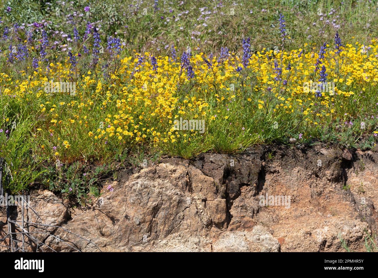 Super bloom of wildflowers in California Stock Photo Alamy