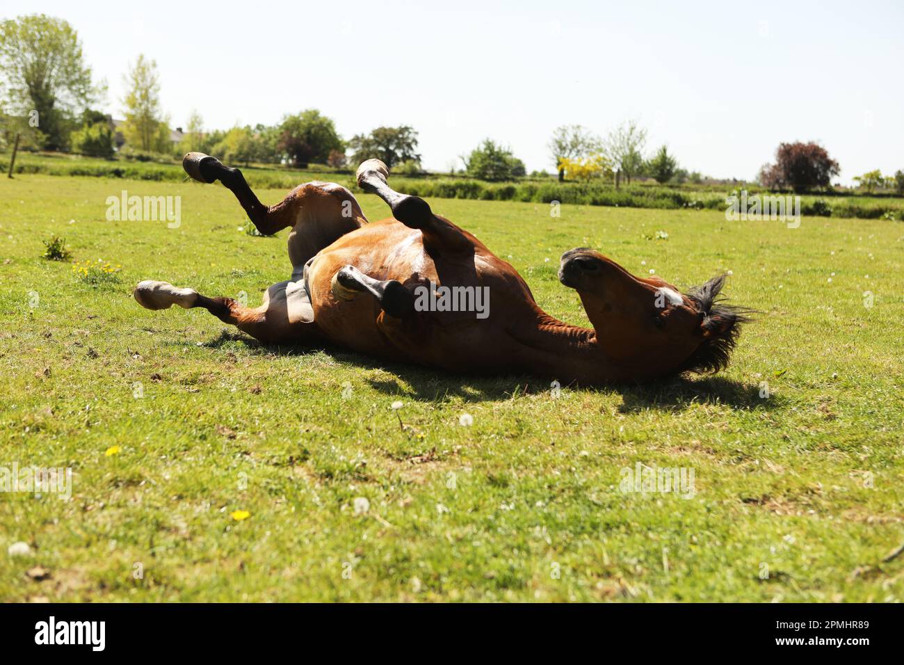 An Arabian horse rolling in the grass in summertime Stock Photo