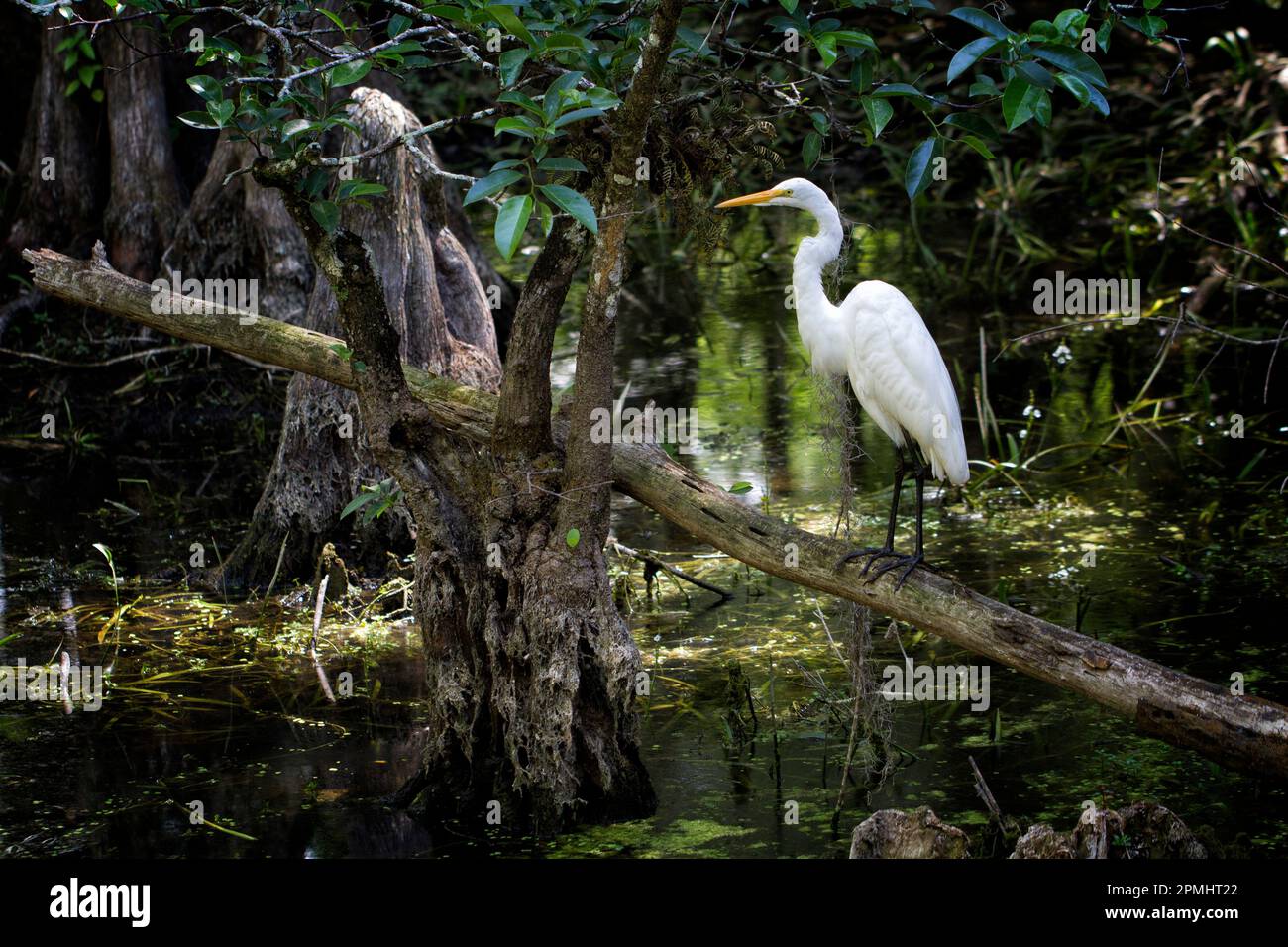 White egret looks luminous in depths of Big Cypress Swamp in Florida Stock Photo