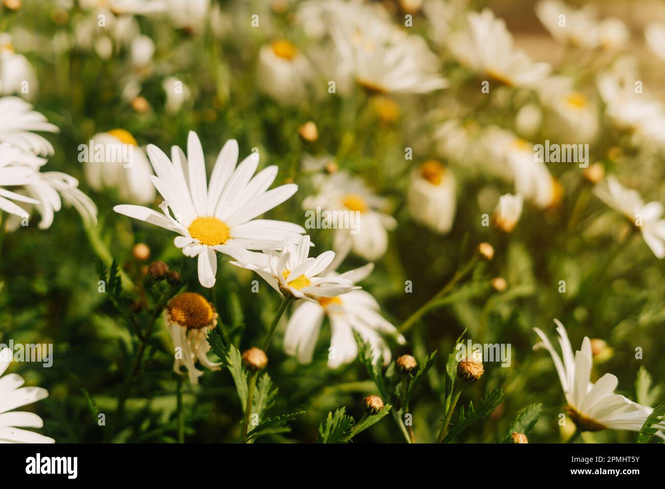 White daisies grouped on a single scrub with copy space Stock Photo