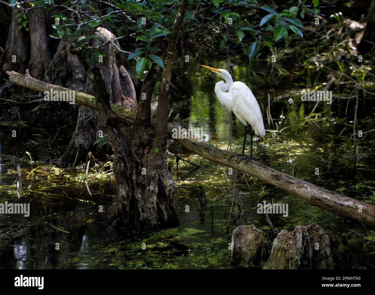 White Egret appears luminous and inquisitive against the shadowy background of Big Cypress Swamp. Stock Photo