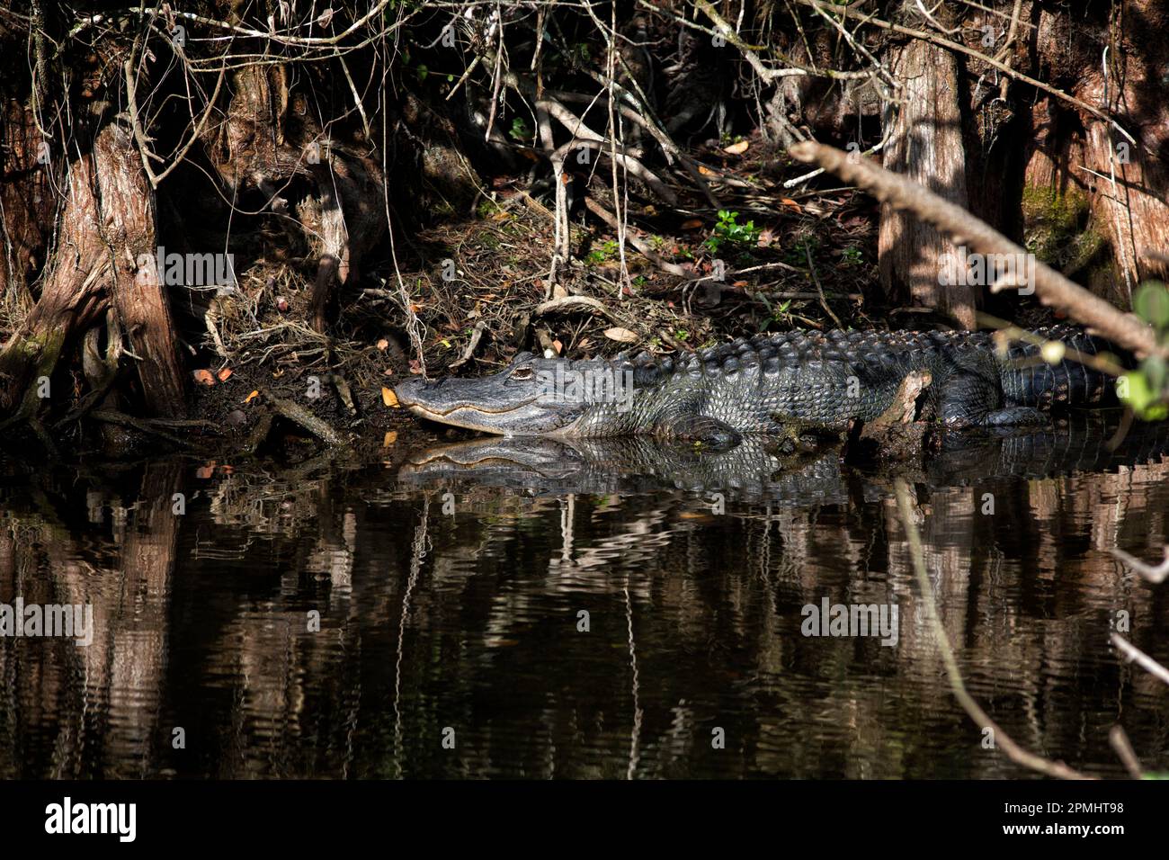 Amerian alligator sunning in sunlit shadows of Big Cypress Preserve, Florida. The big lizard imbues a Primitive Primorial essence to the swamp. Stock Photo