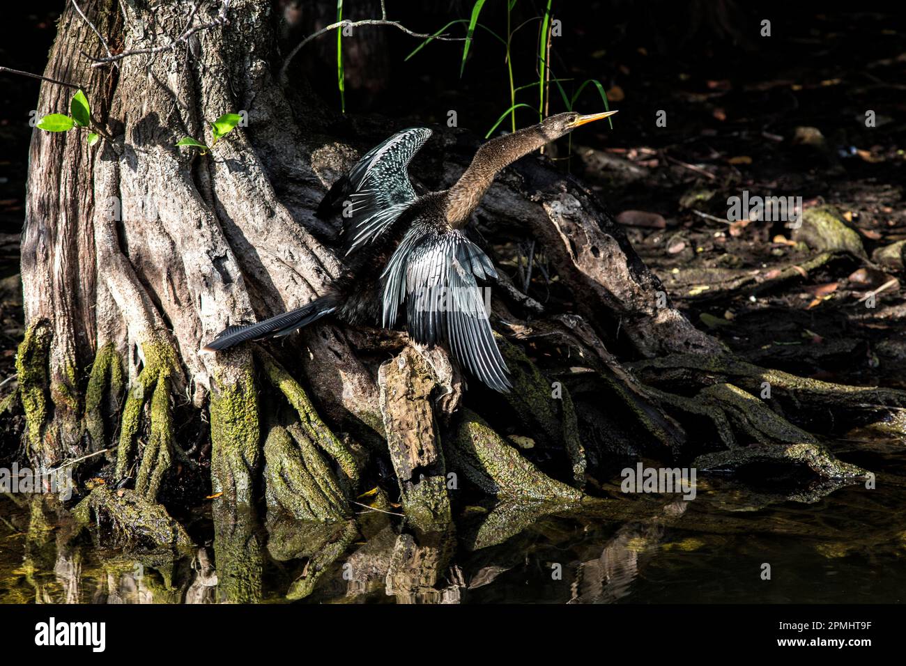 Anhinga perches with wings spread at base of cypress tree in Big Cypress Preserve Florida, sunlit in shadow Stock Photo