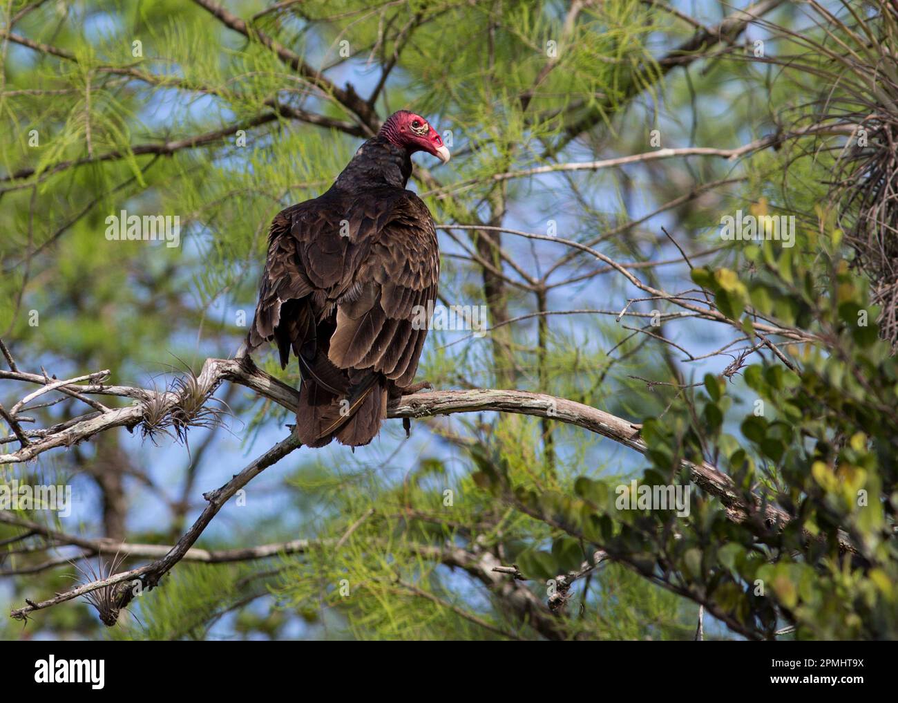 Turkey Vulture, Cathartes aura,  perched in cypress trees - face in profile - Big Cypress Preserve, Florida Stock Photo
