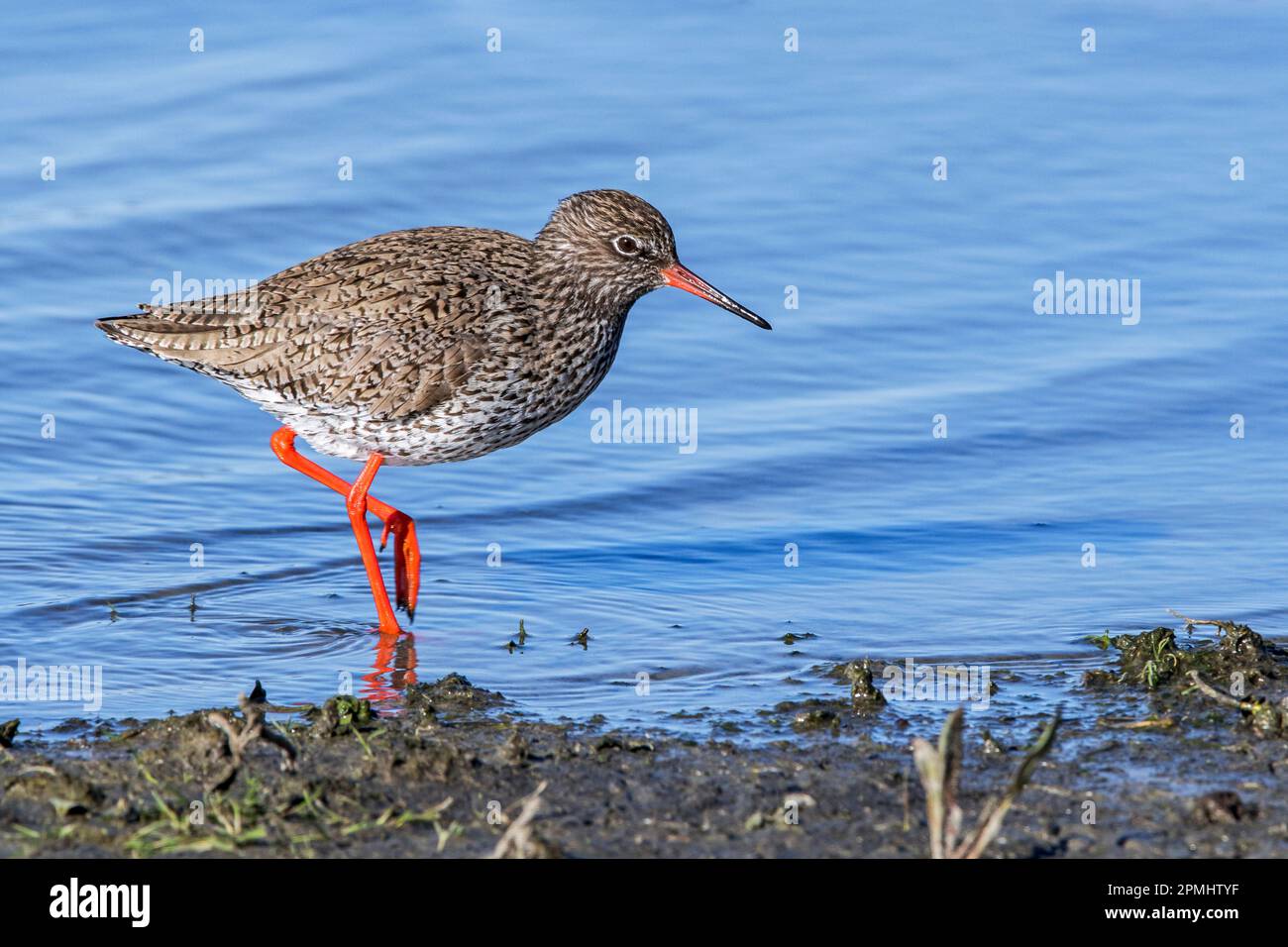 Common redshank (Tringa totanus) in breeding plumage foraging for small ...