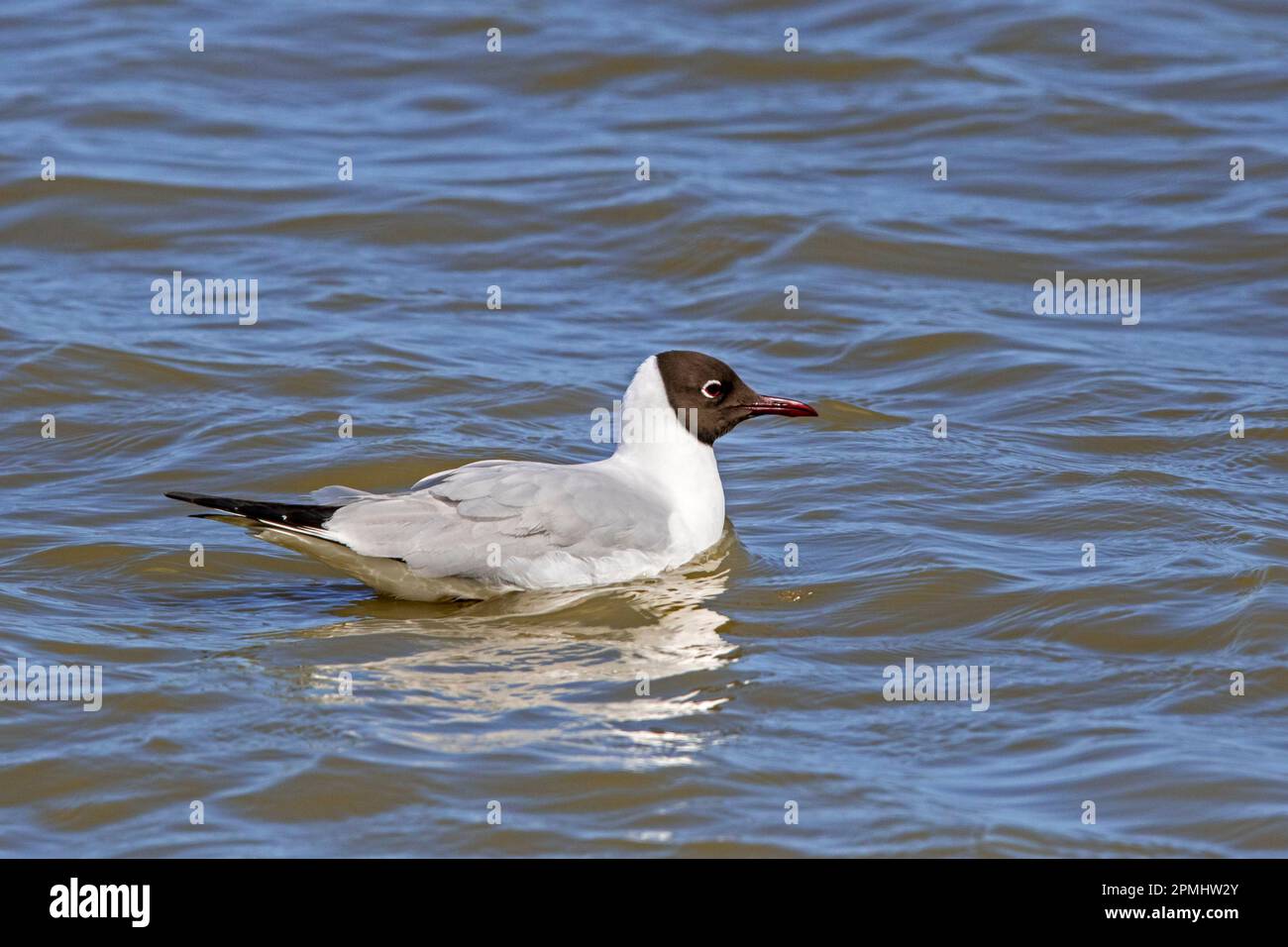 black-headed-gull-chroicocephalus-ridibundus-larus-ridibundus-adult