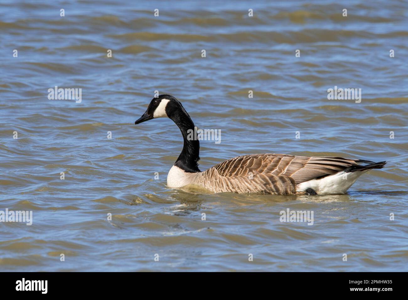 Canada goose / Canadian goose (Branta canadensis) swimming in water of pond in spring Stock Photo