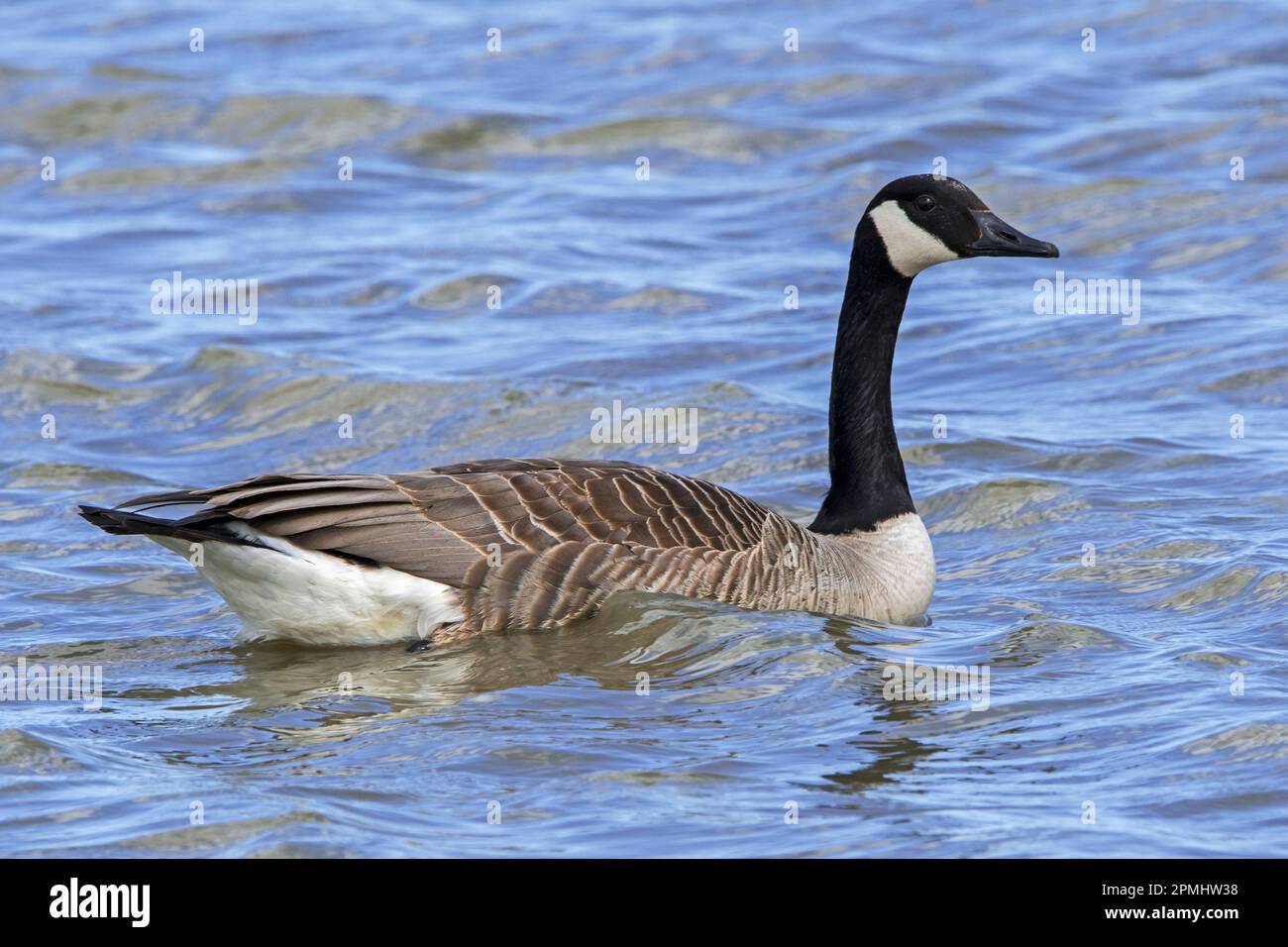 Canada goose / Canadian goose (Branta canadensis) swimming in water of pond in spring Stock Photo