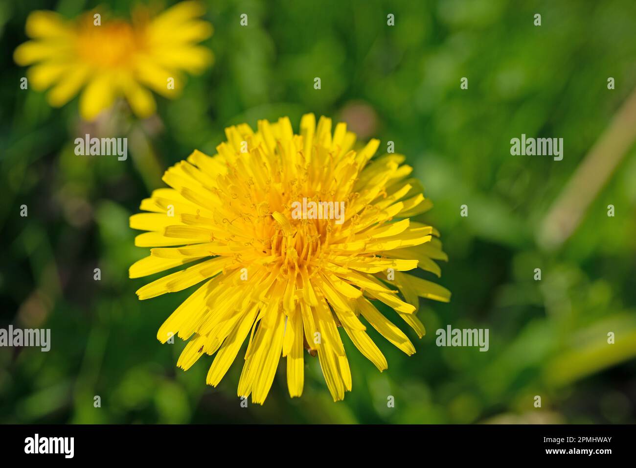 l-wenzahn-taraxacum-officinale-hi-res-stock-photography-and-images-alamy