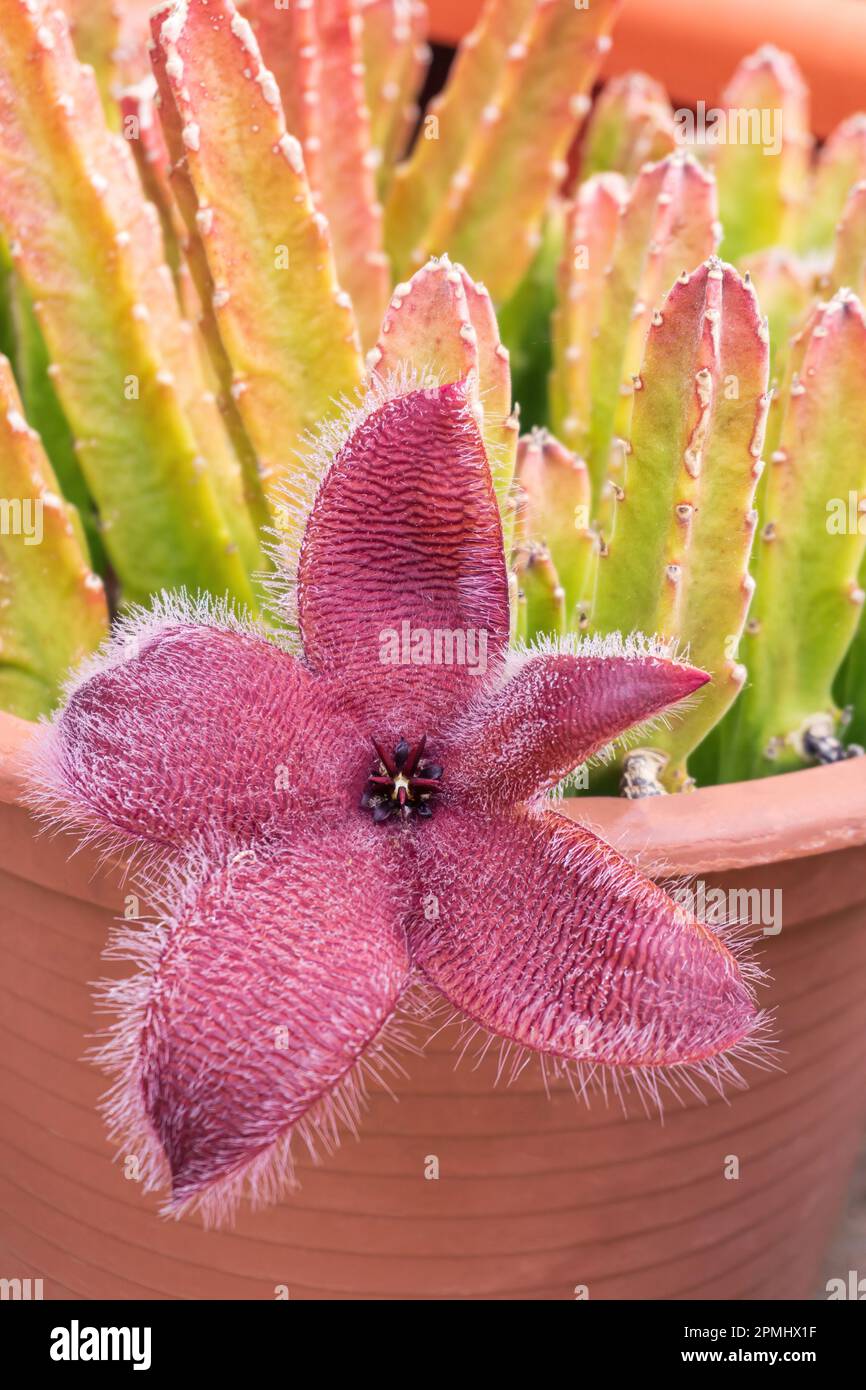 Blooming exotic Stapelia african starfish flower in pot close up Stock Photo