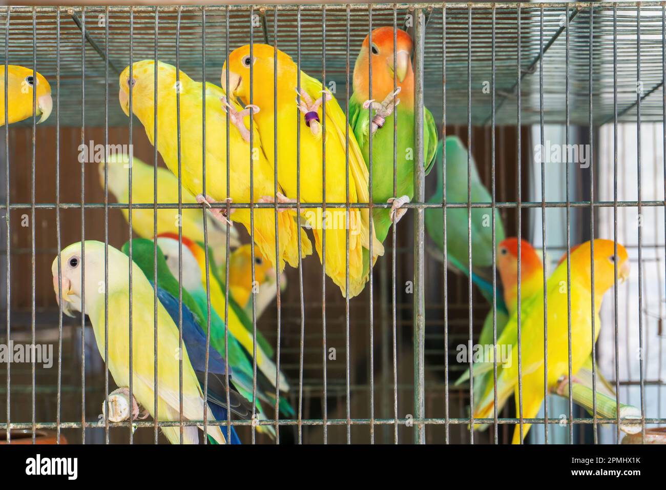 Photo inspiration: Fresh Look at Multicolored Parrots In Cage Hi Res Stock Photography And Images