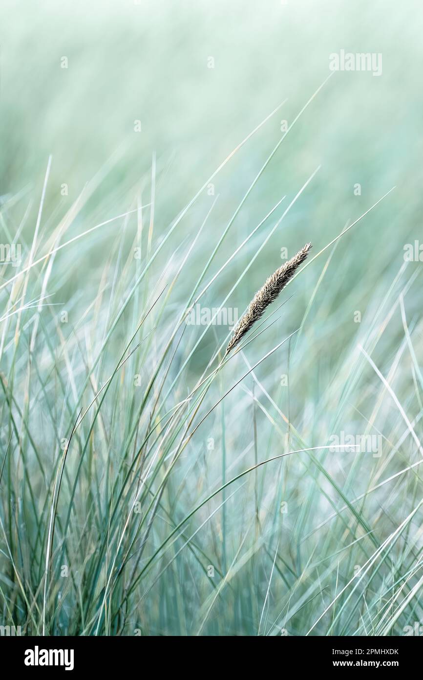 Light green dune grass with one spikelet in focus, monochromebvcx Stock Photo