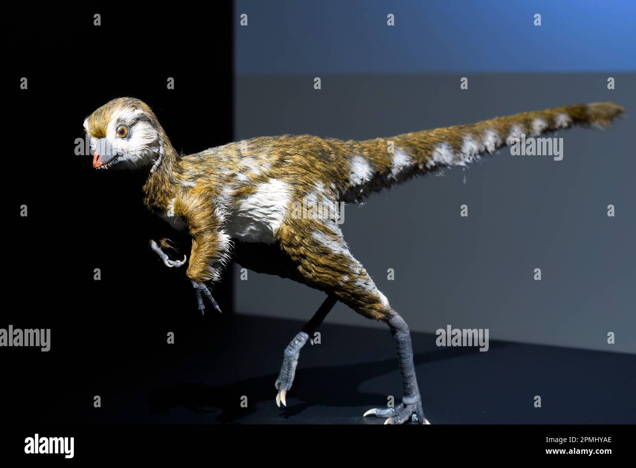 Replica or model of a Tyranosaurus Rex at about one year old. Exhibition in the Royal Ontario Museum ( ROM) Stock Photo
