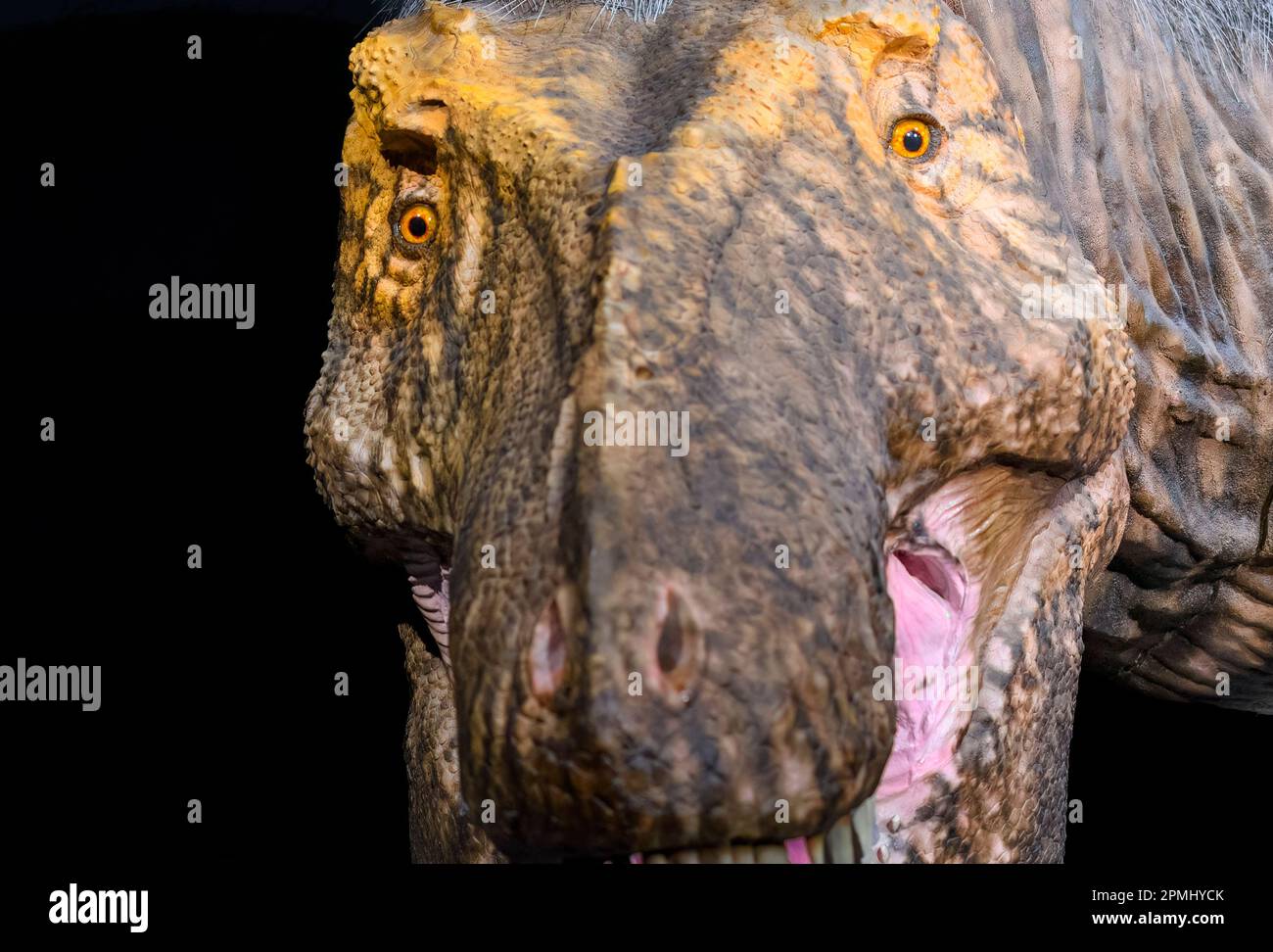 Close-up of a Tyranosaurus Rex head. Detail of a real-life size of an adult animal (20 years old). Model or replica exhibited in the Royal Ontario Mus Stock Photo