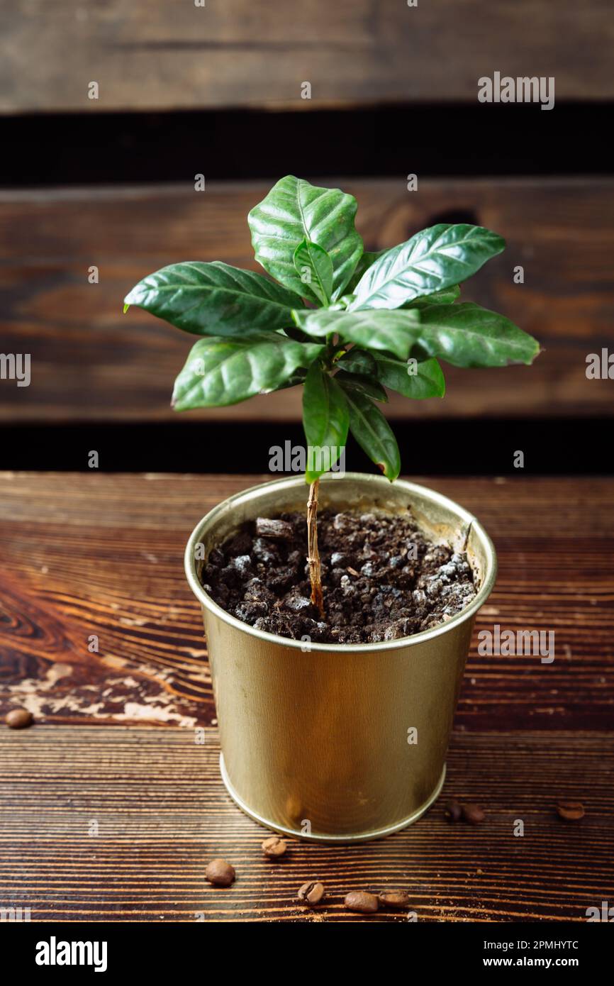 A young green coffee tree plant in an iron pot stands on a wooden table. Near the pot are coffee beans. Stock Photo