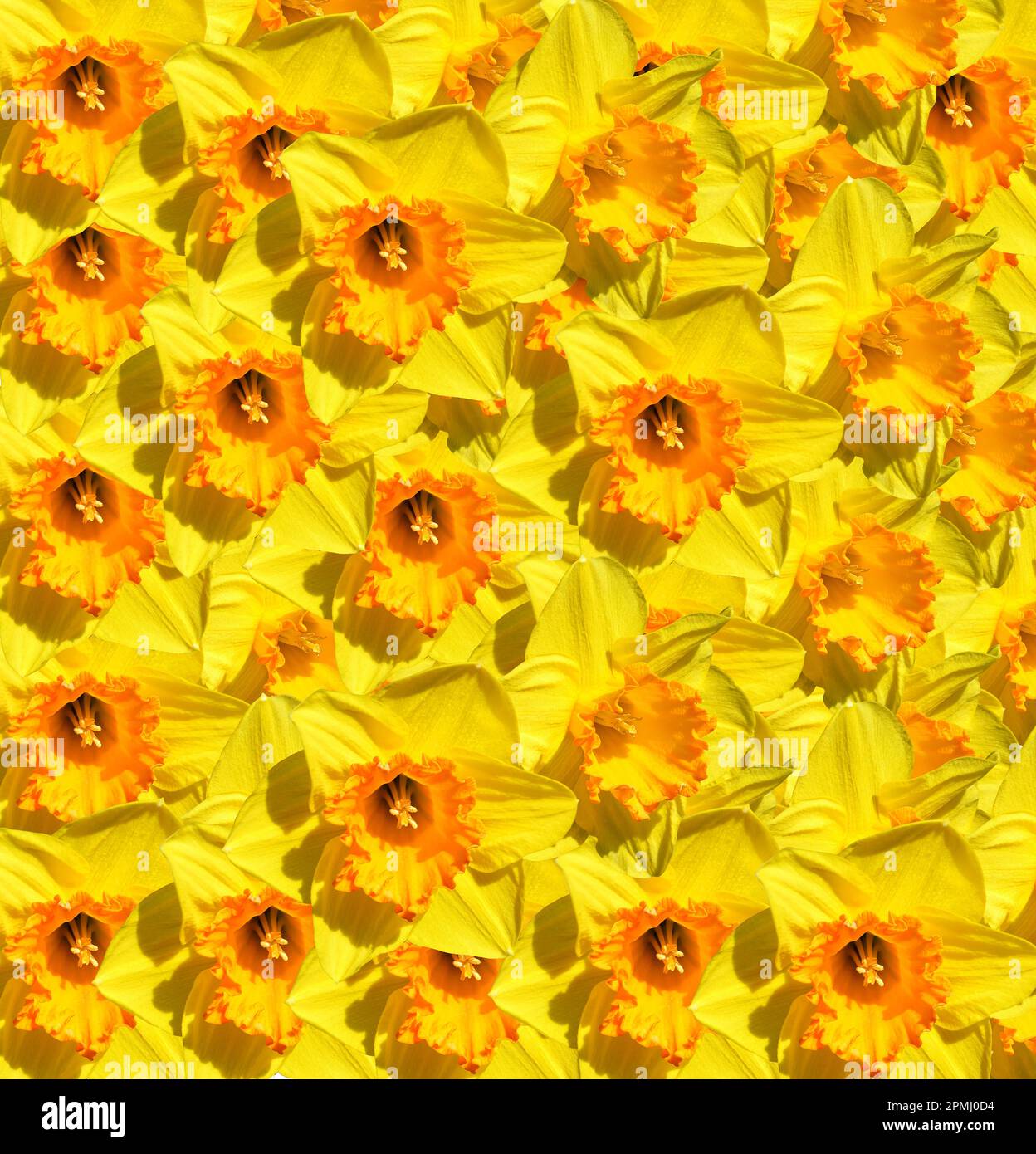 Multiple Daffodils Latin name Narcissus Gold Medal flowers Stock Photo Alamy