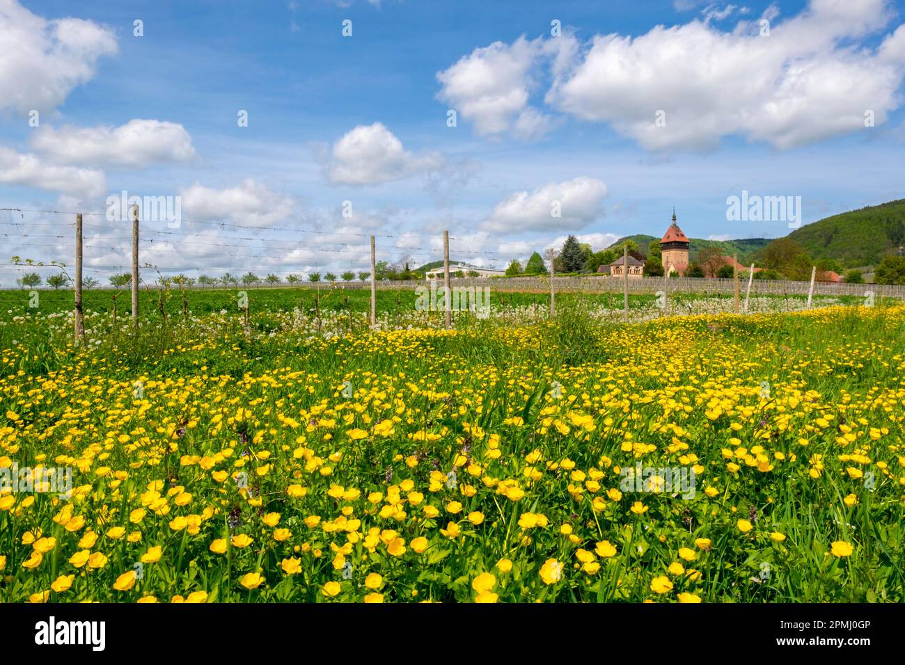 Tall buttercup (Ranunculus acris) syn. buttercup in meadow, Geilweilerhof, German Wine Route or also Southern Wine Route, Siebeldingen, Southern Stock Photo