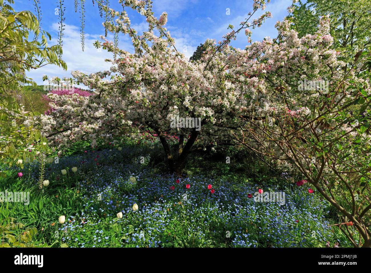 Germany, Baden-Wuerttemberg, Weinheim, Hermannshof, flowering, blossoming european crab apple (Malus sylvestris), wild apple tree Stock Photo
