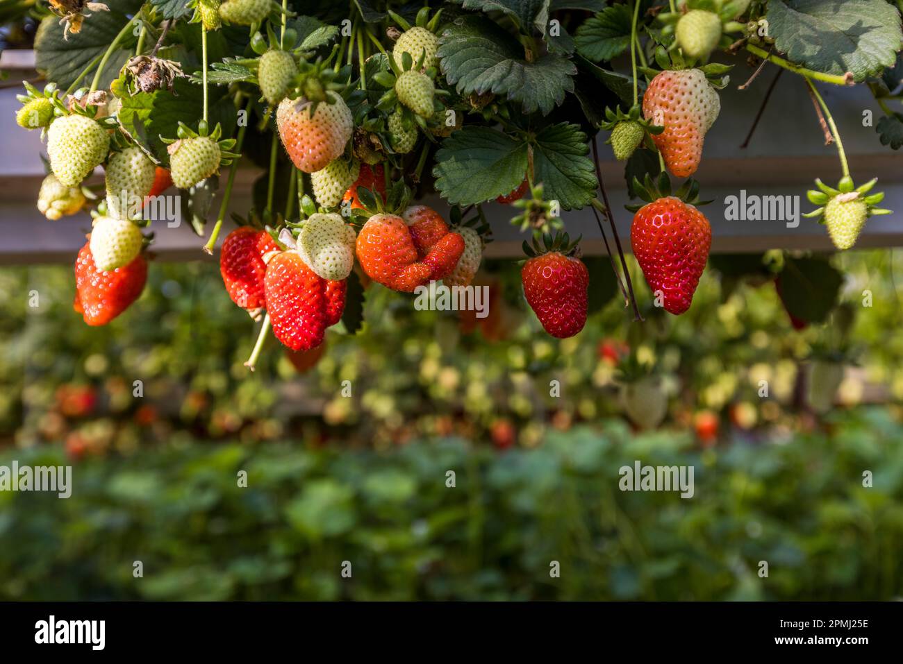 Red strawberries hanging from plant hi-res stock photography and images ...