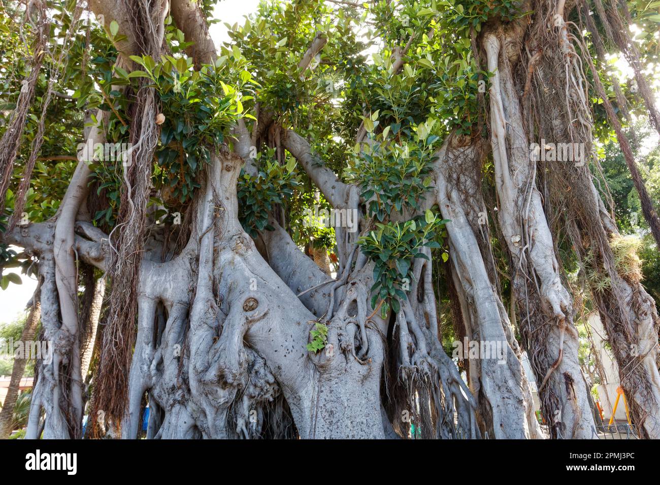 Dracena tree hi-res stock photography and images - Page 2 - Alamy
