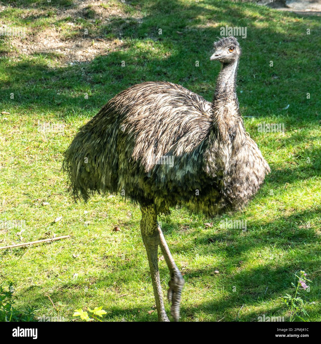 The emu, Dromaius novaehollandiae is the second-largest living bird by height, after its ratite relative, the ostrich. It is endemic to Australia Stock Photo