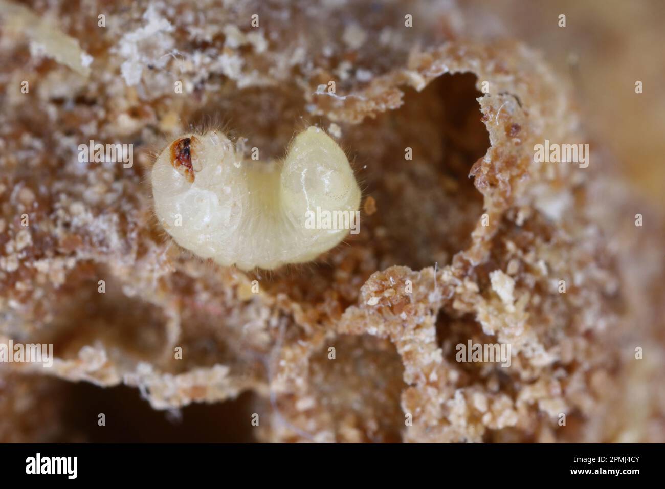 Biscuit, drugstore or bread beetle (Stegobium paniceum) larva stored product pest. Stock Photo