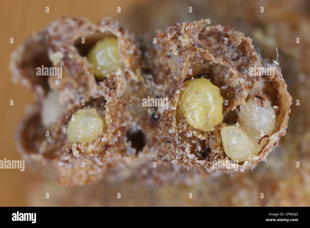 Biscuit, drugstore or bread beetle (Stegobium paniceum) larvae stored product pest in muesli. Stock Photo
