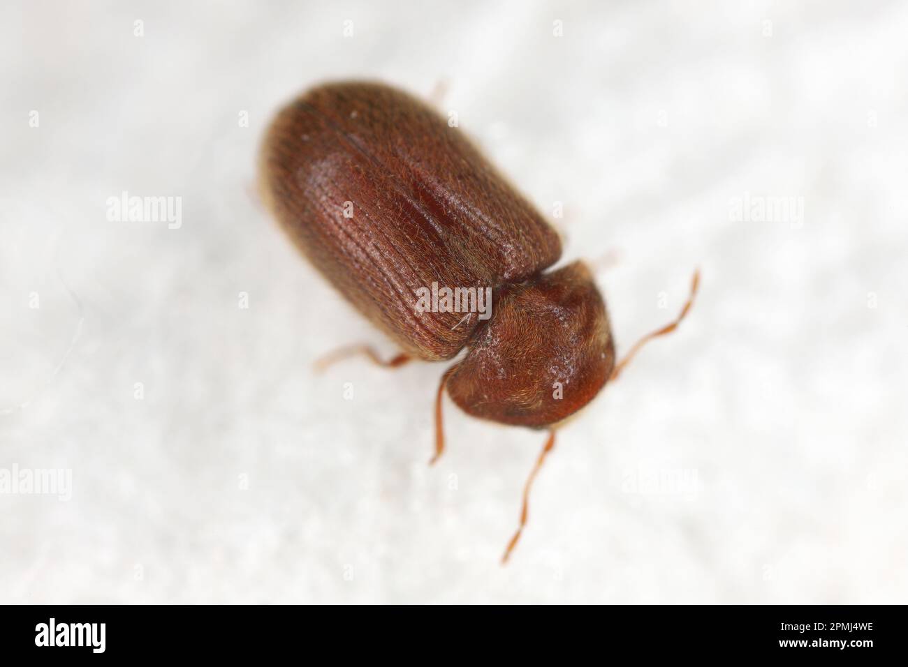 Drugstore beetle, drug store weevil, biscuit beetle also called bread beetle (Stegobium paniceum). Stock Photo