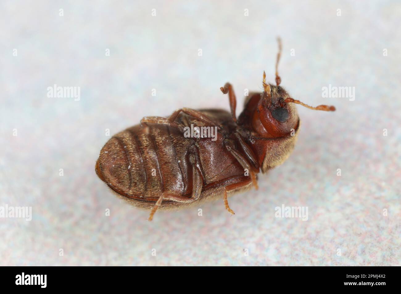Drugstore beetle, drug store weevil, biscuit beetle also called bread beetle (Stegobium paniceum). Stock Photo