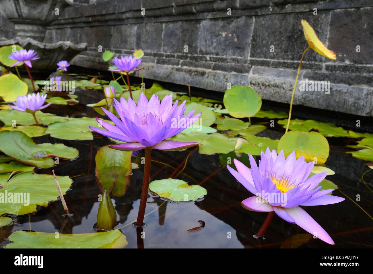 Blue lotus (Nymphaea caerulea) flower, also blue lotus, Buddhist monastery Brahma Vihara, Banjar, North Bali, Bali, Indonesia Stock Photo